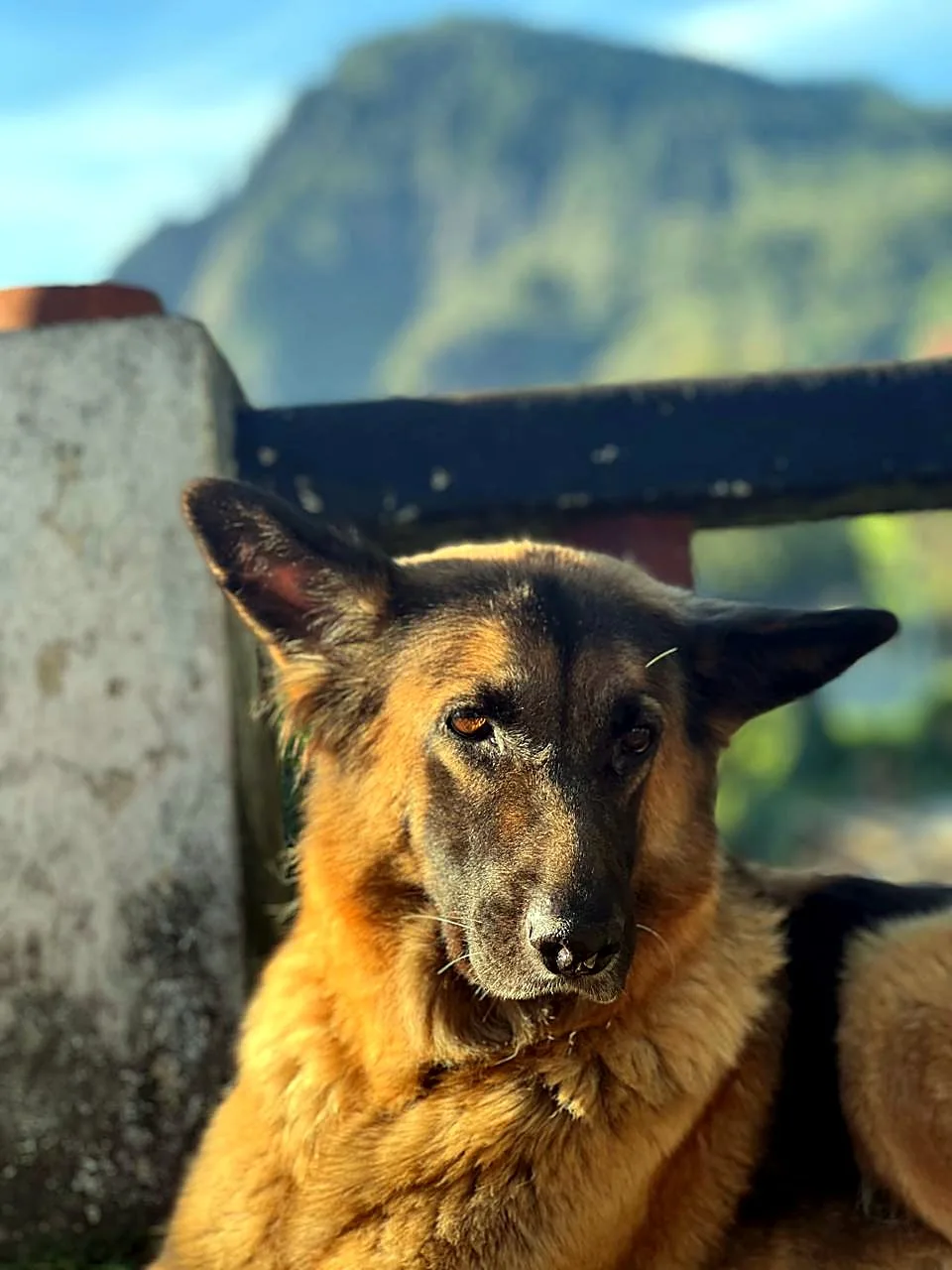 The resident dog